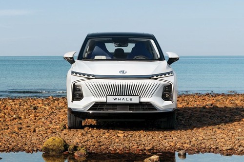 Full Front View of Whale